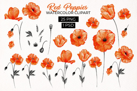Download Red Poppies Floral Design Elements - Premium Resources